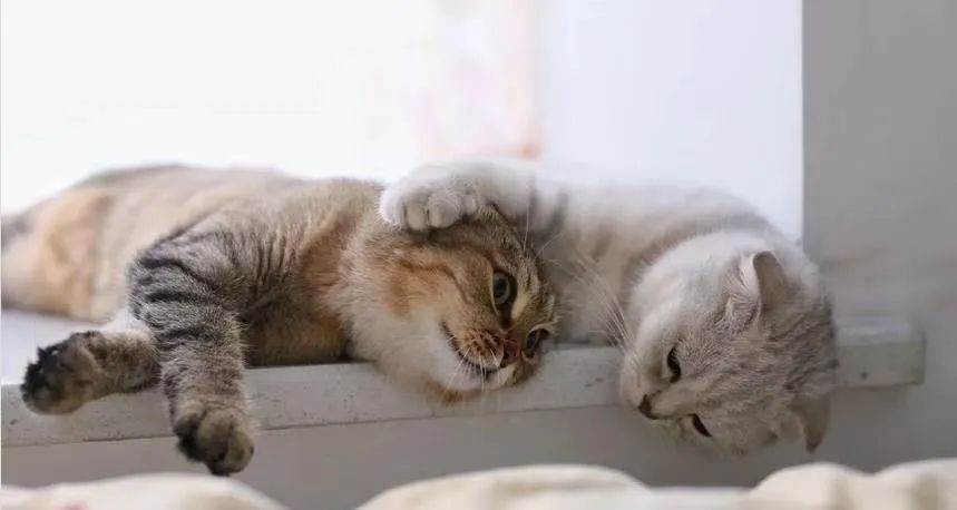 猫咪发情了怎么办?做好这几点,你也是个专业的铲屎官