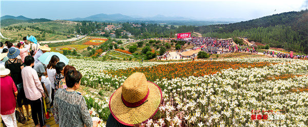 聚焦*安泰**看发展|以花为媒,惠美“泰山•百合和园”田园综合体花开最美乡村
