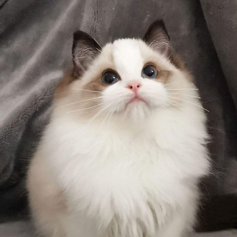 温顺的布偶,布偶猫为什么这么温顺