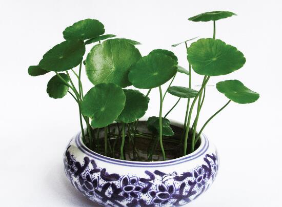 铜钱草烂根的原因,铜钱草烂根的原因及解决方法