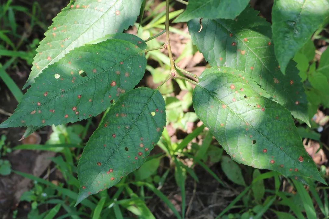 图说樱桃病虫害防治关键技术书籍,樱桃病虫害防治图谱