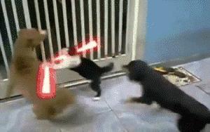 猫难养吗,猫难养么