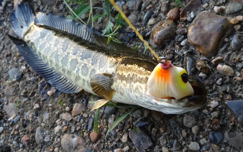 路亚用黑鱼钩怎么钓黑鱼,黑鱼的习性讲解