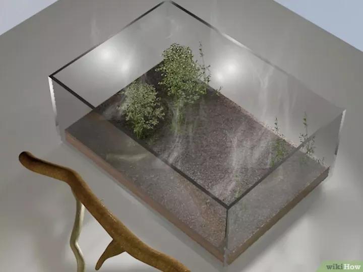 怎么养蜗牛宠物,怎么养野生蜗牛做宠物