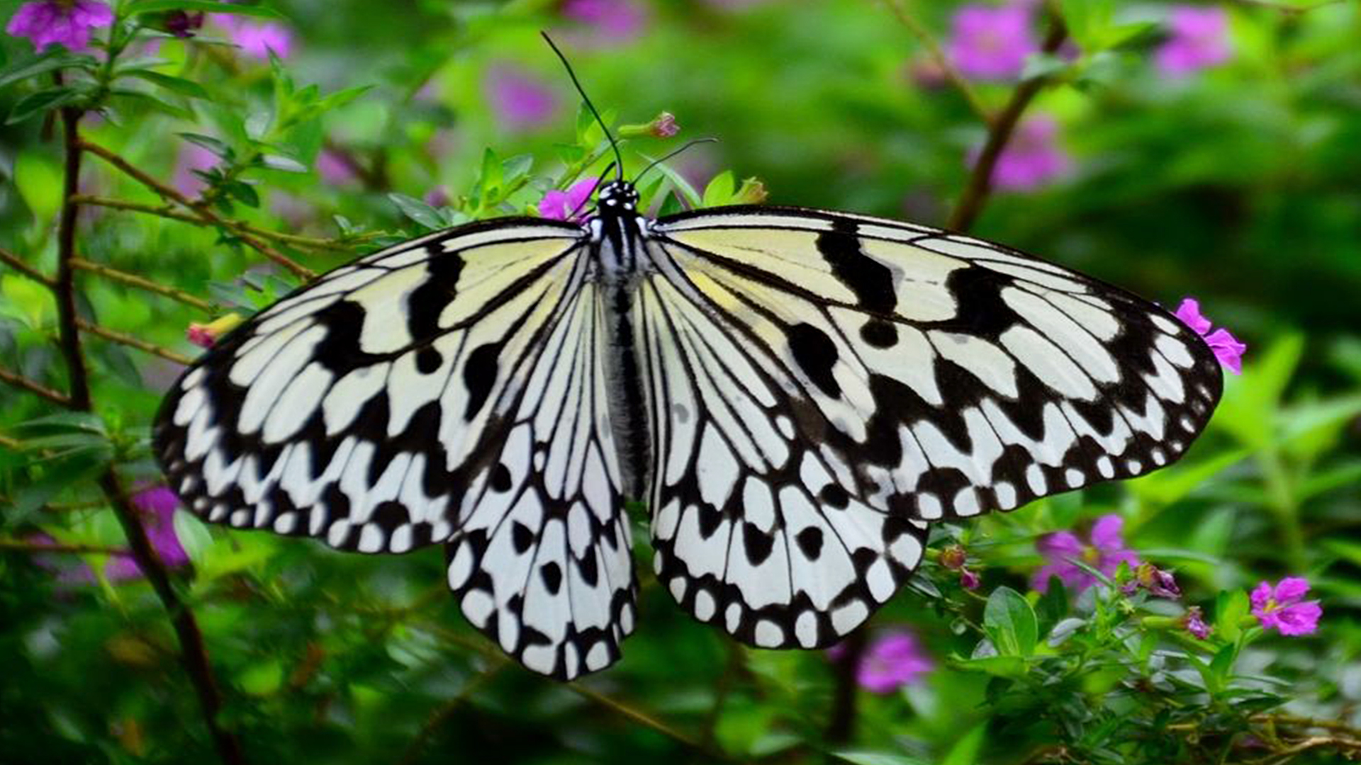蜗牛智商高的动物,盘点动物世界最慢的动物蜗牛