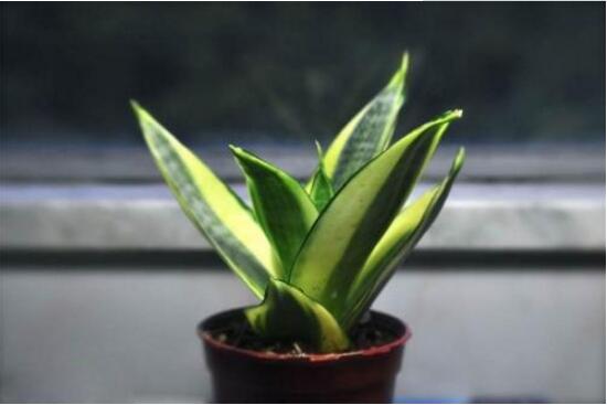 虎皮兰长太高的修剪方法,虎皮兰长得太长怎么修剪才能好看