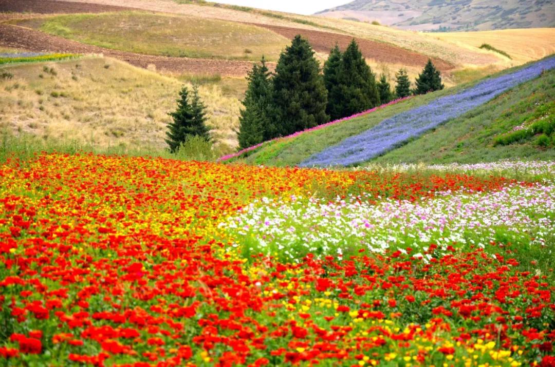 春节吉木萨尔周边游,6月份吉木萨尔周边一日自驾游