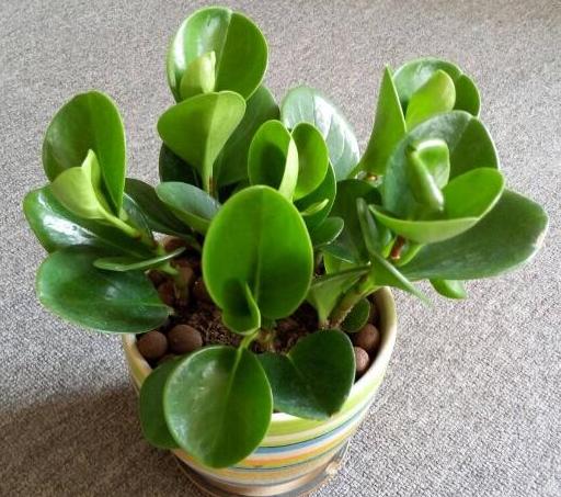 <html>
<head><title>502BadGateway</title></head>
<body>
<center><h1>502BadGateway</h1></center>
<hr><center>nginx</center>
</body>
</html>
<!--apaddingtodisableMSIEandChromefriendlyerrorpage-->
<!--apaddingtodisableMSIEandChromefriendlyerrorpage-->
<!--apaddingtodisableMSIEandChromefriendlyerrorpage-->
<!--apaddingtodisableMSIEandChromefriendlyerrorpage-->
<!--apaddingtodisableMSIEandChromefriendlyerrorpage-->
<!--apaddingtodisableMSIEandChromefriendlyerrorpage-->
