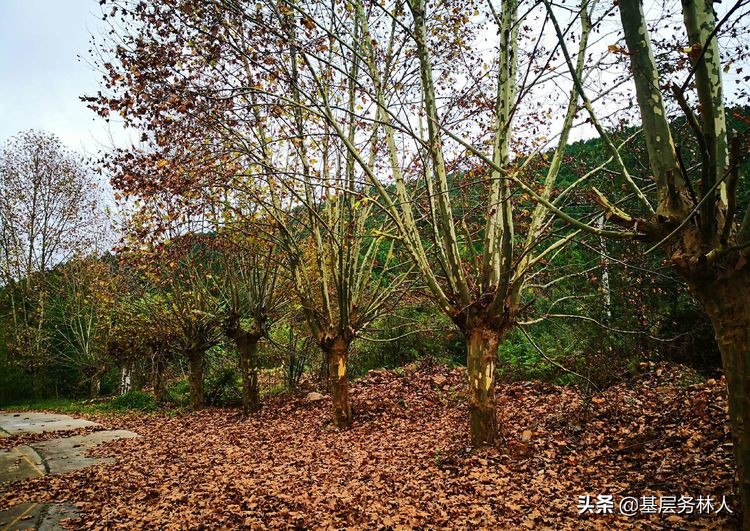 云南澄江兵工厂,云南兵工厂旧址