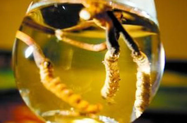 冬虫夏草神药走下神坛,冬虫夏草是神药