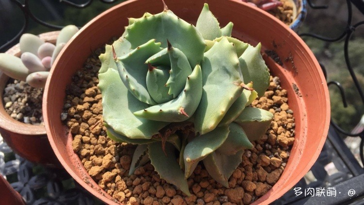 不管什么多肉都适合叶插吗,不管什么多肉都可以变老桩吗