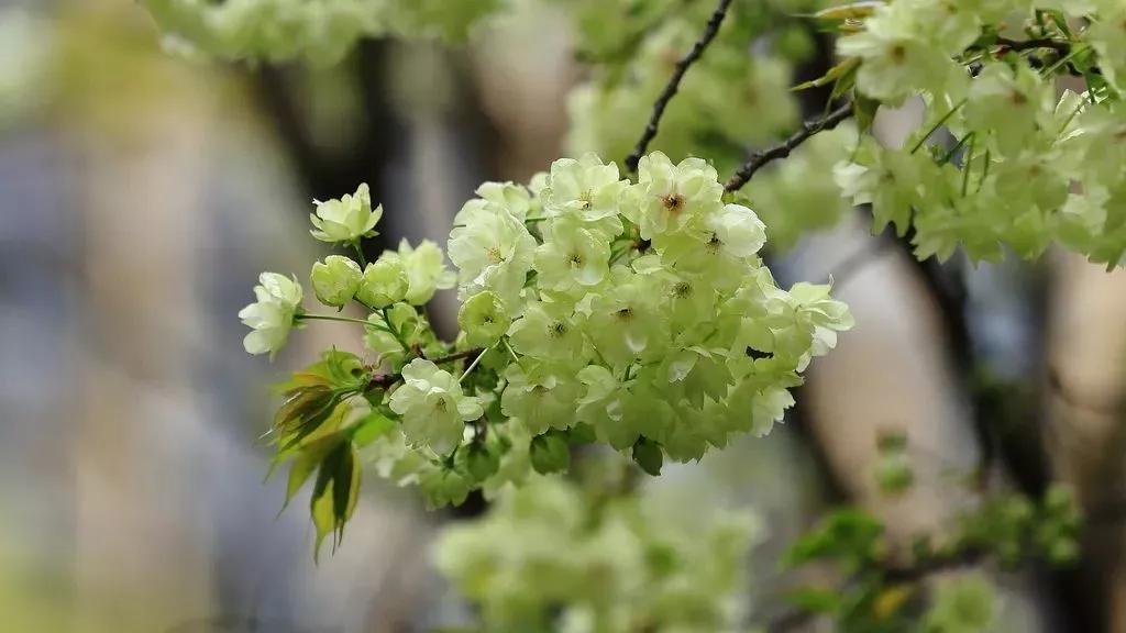 不输日本的3个赏樱地,何必舍近求远国内10大赏樱胜地