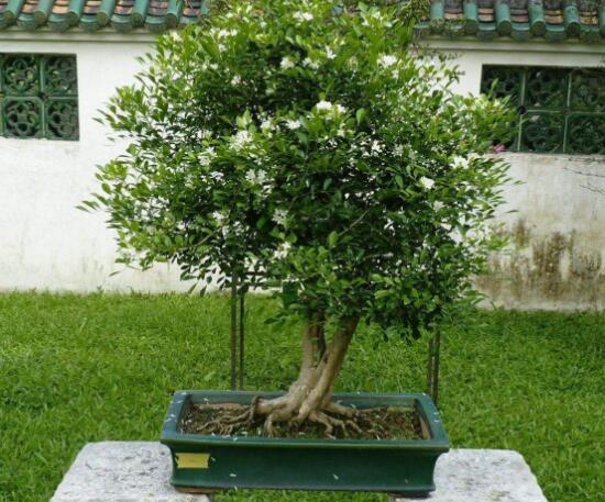 九里香烂根掉叶,九里香烂根