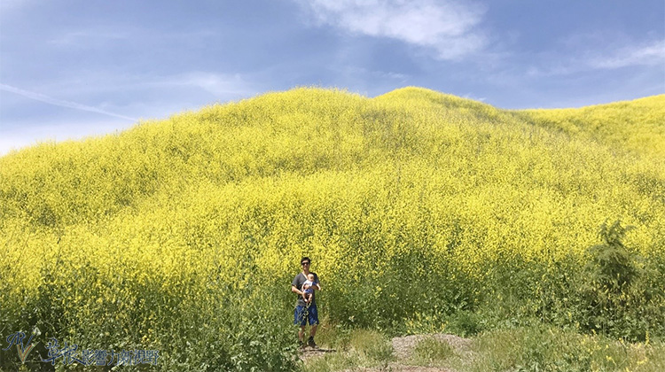 加州野花,加州野花的视频