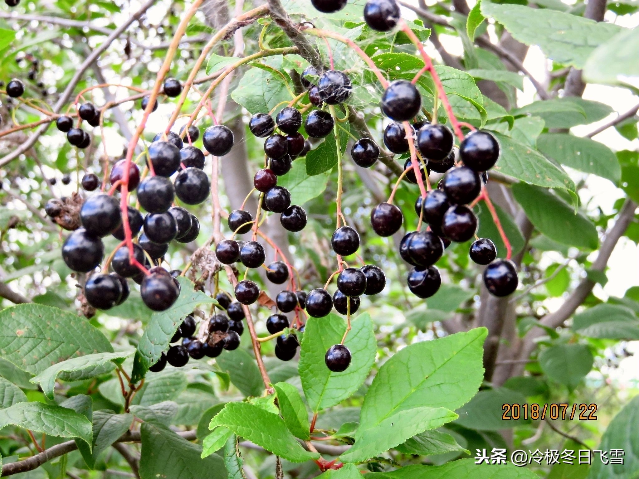 中国根河是世界最冷的地方吗,中国最冷地方是哪里漠河