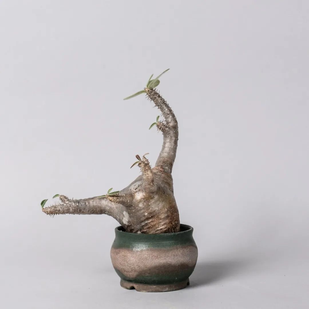 金盆洗手吧，植物杀手们