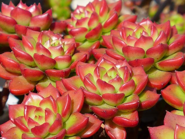 多肉蒂亚火焰好养吗,多肉阳台党如何出状态