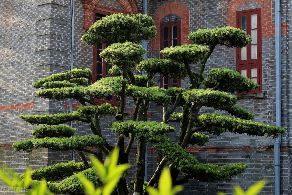 罗汉松如何养护才能养好,罗汉松怎么养护不黄叶