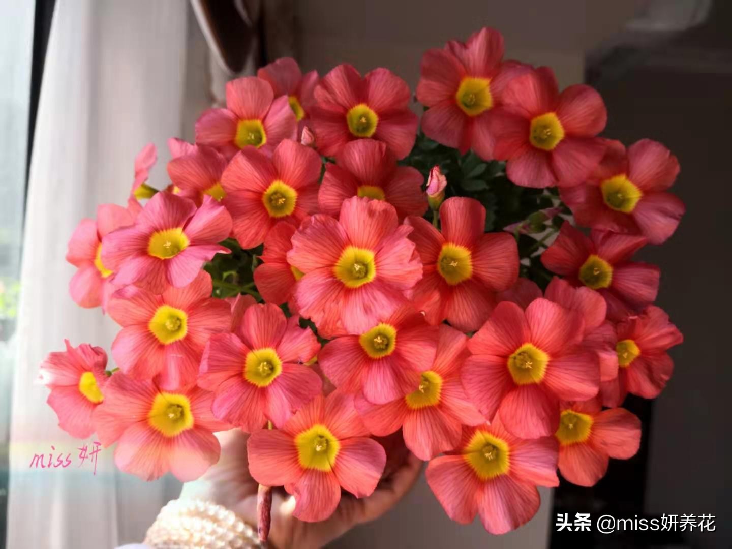 酢浆草种球品种图鉴大全,酢浆草种球品种图鉴