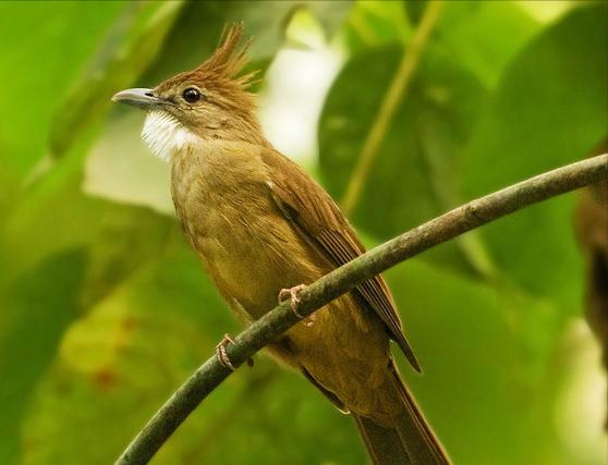 东江揽胜,惠州淡水常见鸟类图谱