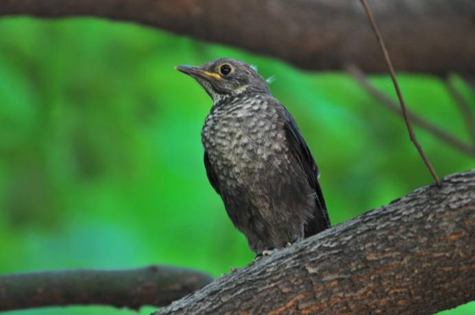 世界上最记仇的鸟，愤怒程度堪比“平头哥”，遇到它千万别惹