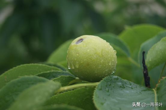 鲁西南方言牛和狗,鲁西南和鲁南方言