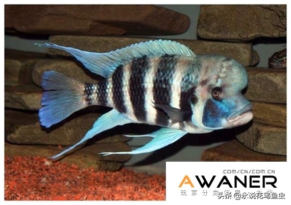 慈鲷鱼分类,慈鲷科鱼都是包括哪几种