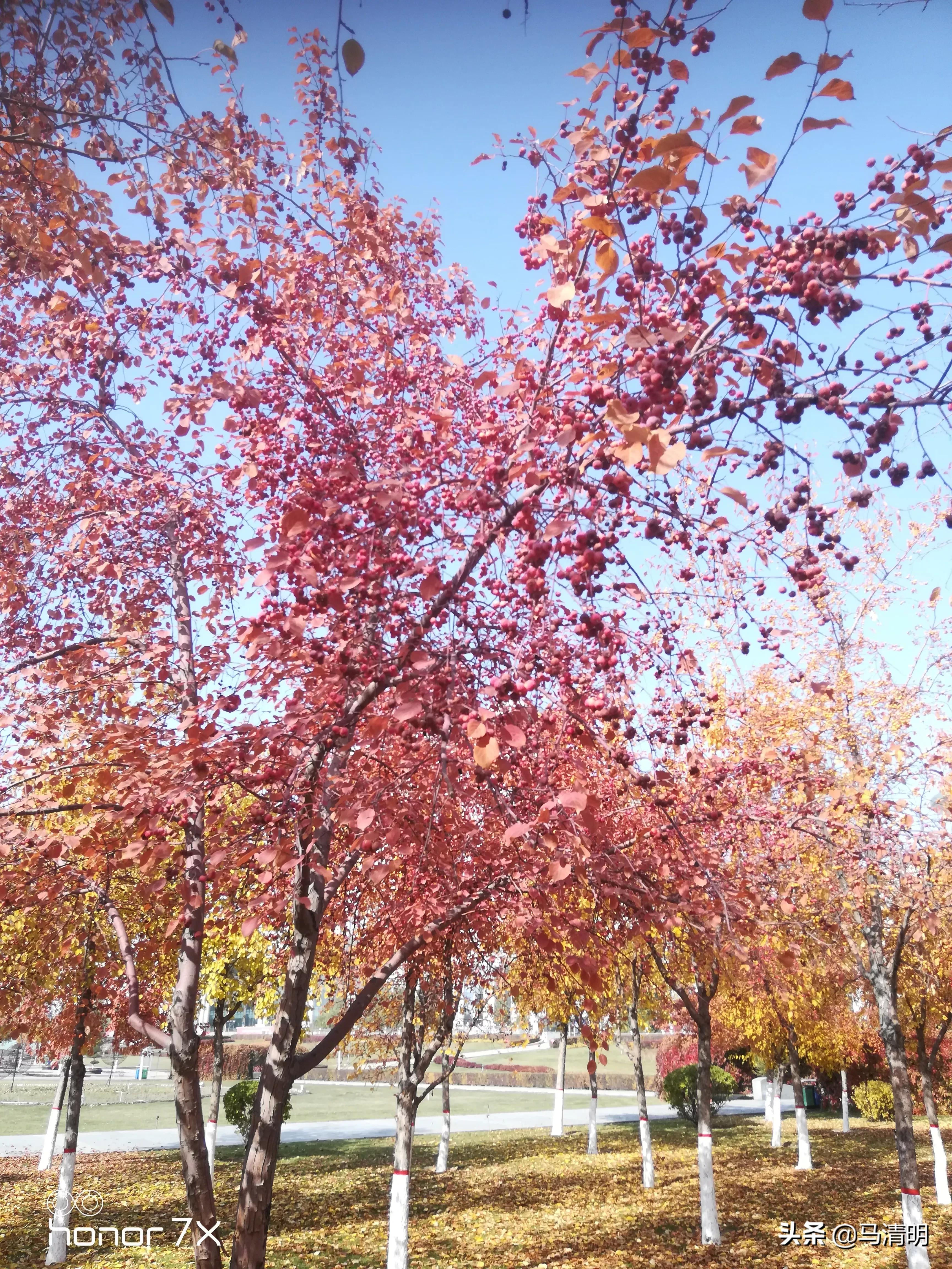 我眼中的石河子,我眼中的新疆石河子