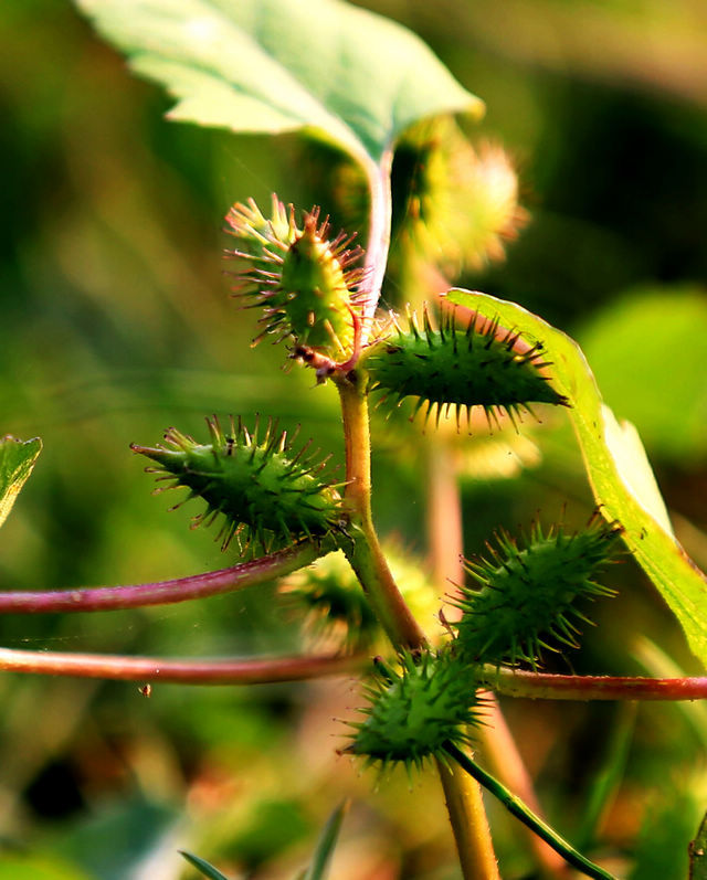 38种常见入侵植物花朵,38种疯狂的入侵植物