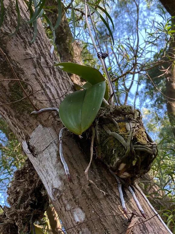 兰花冬季移种如何快速生根,把兰花种树上
