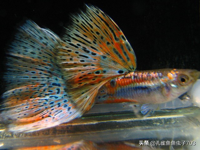 孔雀鱼要怎么买,买孔雀鱼注意哪些事项呢