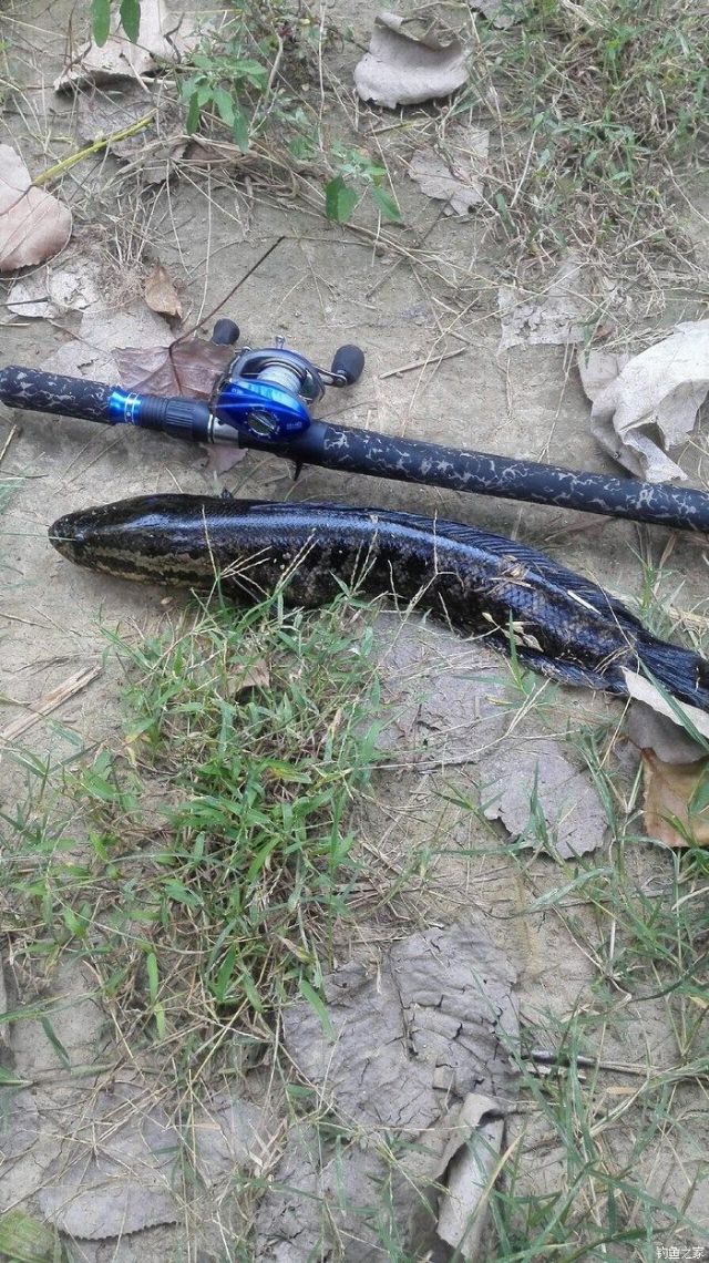 路亚钓黑鱼最好用的钓法,路亚钓黑鱼怎样选钓点图