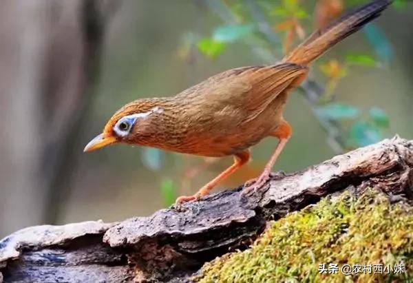 捡到的野鸟怎么驯服有效,刚入手的野鸟怎么驯化