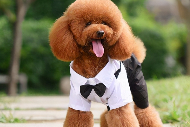 泰迪犬拉稀屎需要怎么治疗,泰迪犬憋屎能憋多久