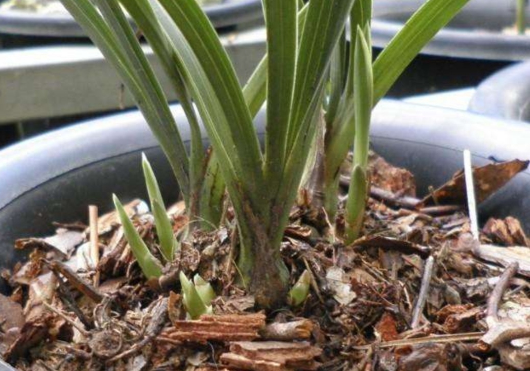 兰花用兰花专用土怎么养护,新手养兰花需要什么植料能养活