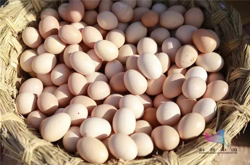 鸭蛋鸡蛋鹅蛋鹌鹑蛋哪个胆固醇高,鸡蛋鸭蛋鹅蛋鹌鹑蛋营养成分表