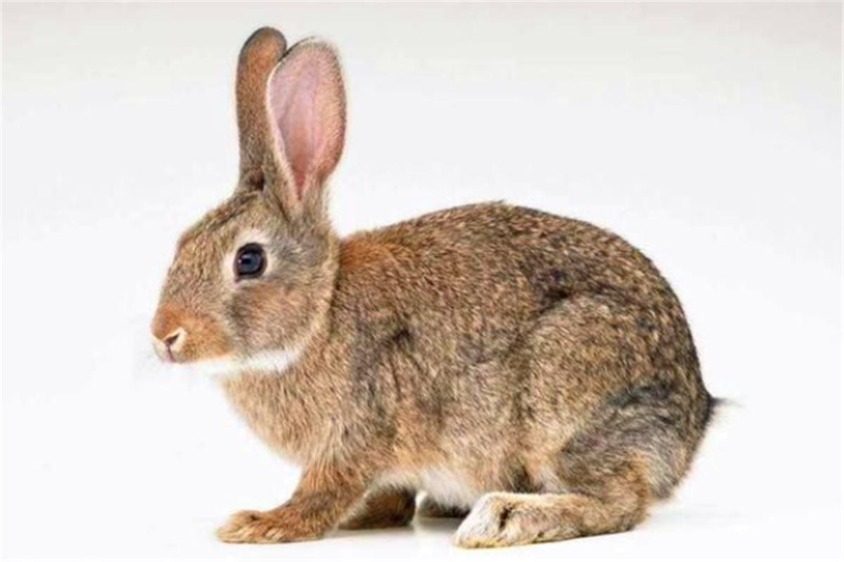 冬不捡鸡腊不捡兔有这种说法吗,春不捡鸡冬天能捡兔子吗