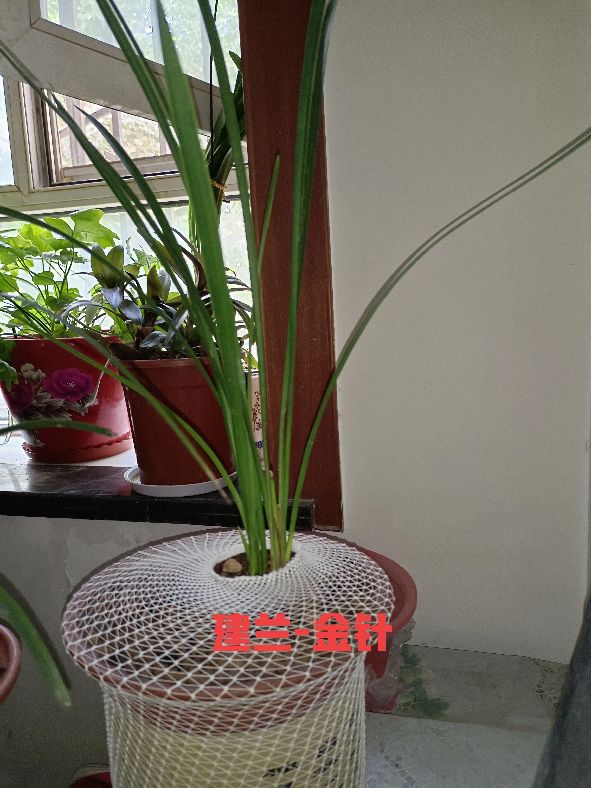 建兰怎么才能养好,不知不觉养了这么多宠物