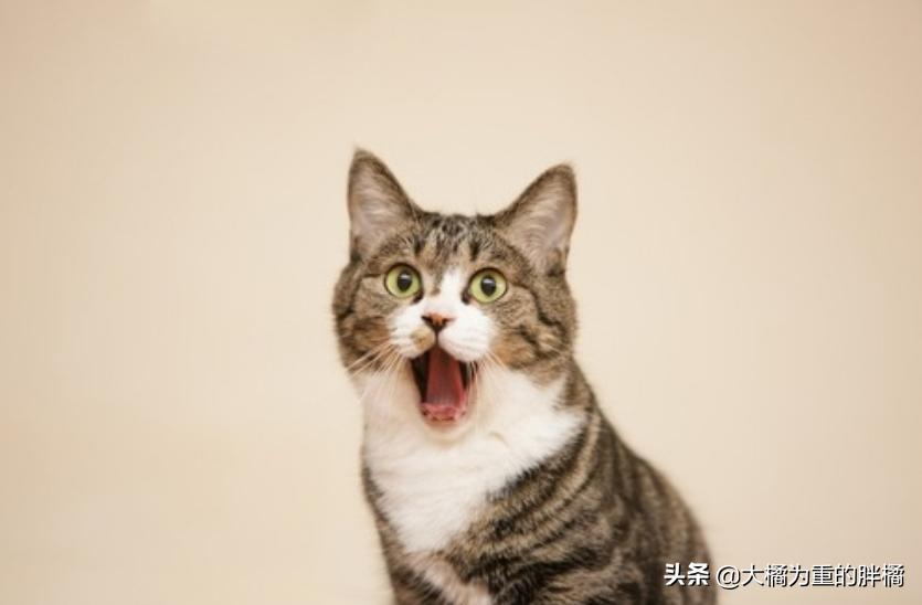 猫咪的八大传言,猫咪的五大未解之谜