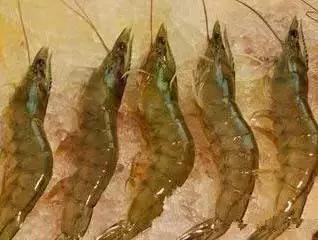 海南渔民整理的海鲜大全,渔民海鲜介绍