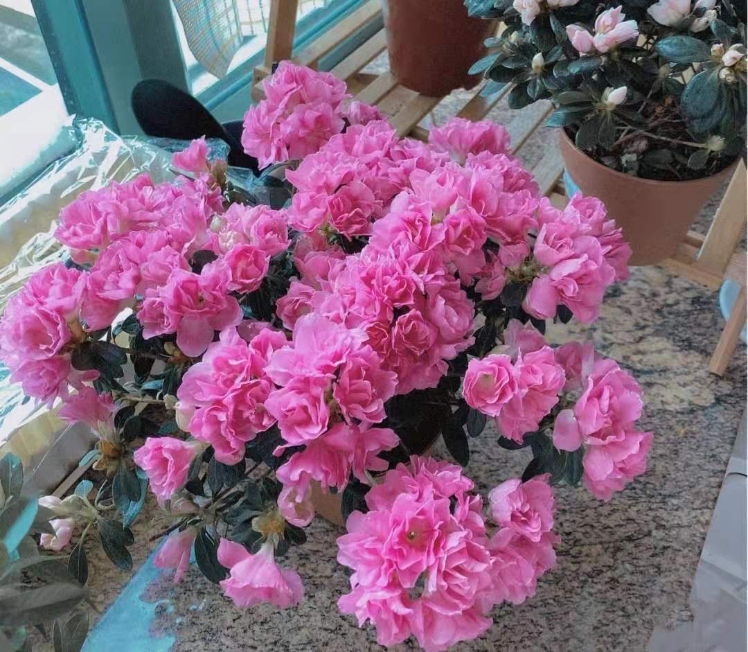 逛花市各种各样的花太漂亮了,逛花市漂亮的蝴蝶兰