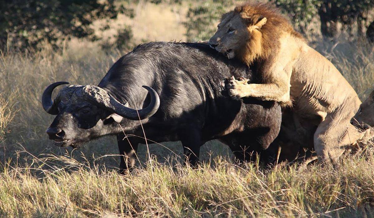 剑齿虎比狮子厉害吗,剑齿虎咬合力