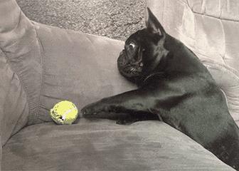 法国斗牛犬到底好不好养,法国斗牛犬为什么不建议养