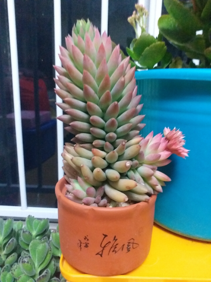 夏天怎么养多肉才能养好,夏天如何养多肉植物视频