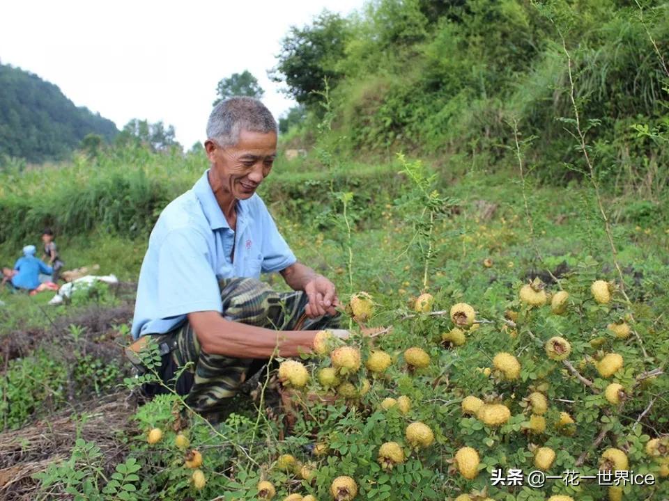 未来10年哪种水果种植前景最好,种植水果玉米前景如何