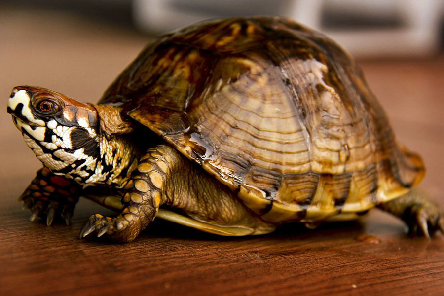 宠物乌龟的饲养方法大全图解,野生乌龟家养的正确喂养方法