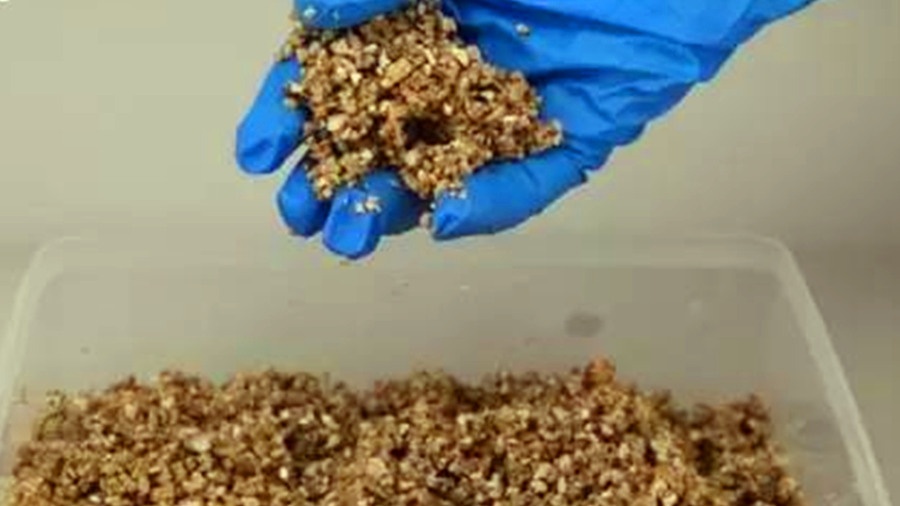 网上买回来的龟蛋怎么给蛭石补水,孵化龟蛋调蛭石湿度最简单的方法