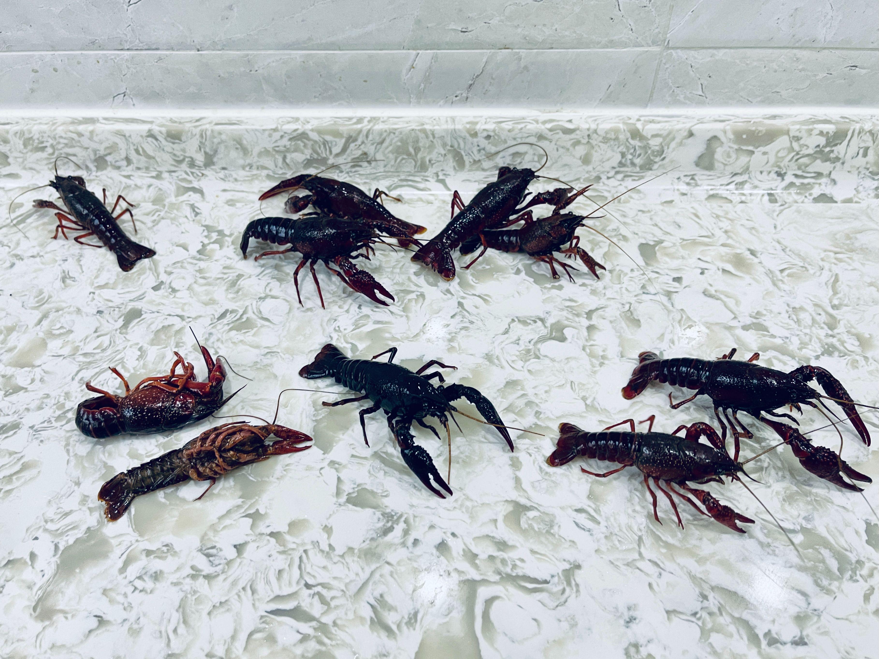 水槽洗碗机到底实不实用,不吹不黑评测视频