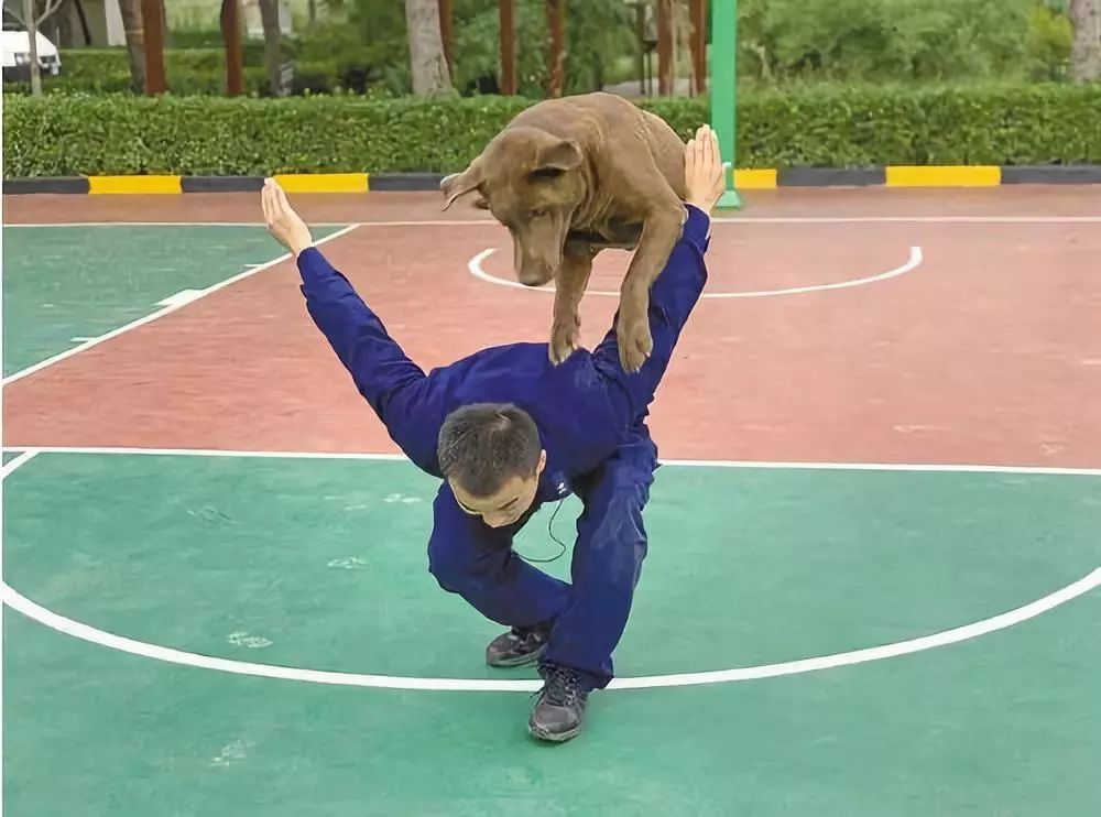 汶川地震狗救了32条人命,汶川地震狗狗救人21人