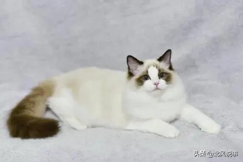 常见宠物猫的品种及价格,常见的十大宠物猫品种介绍大全